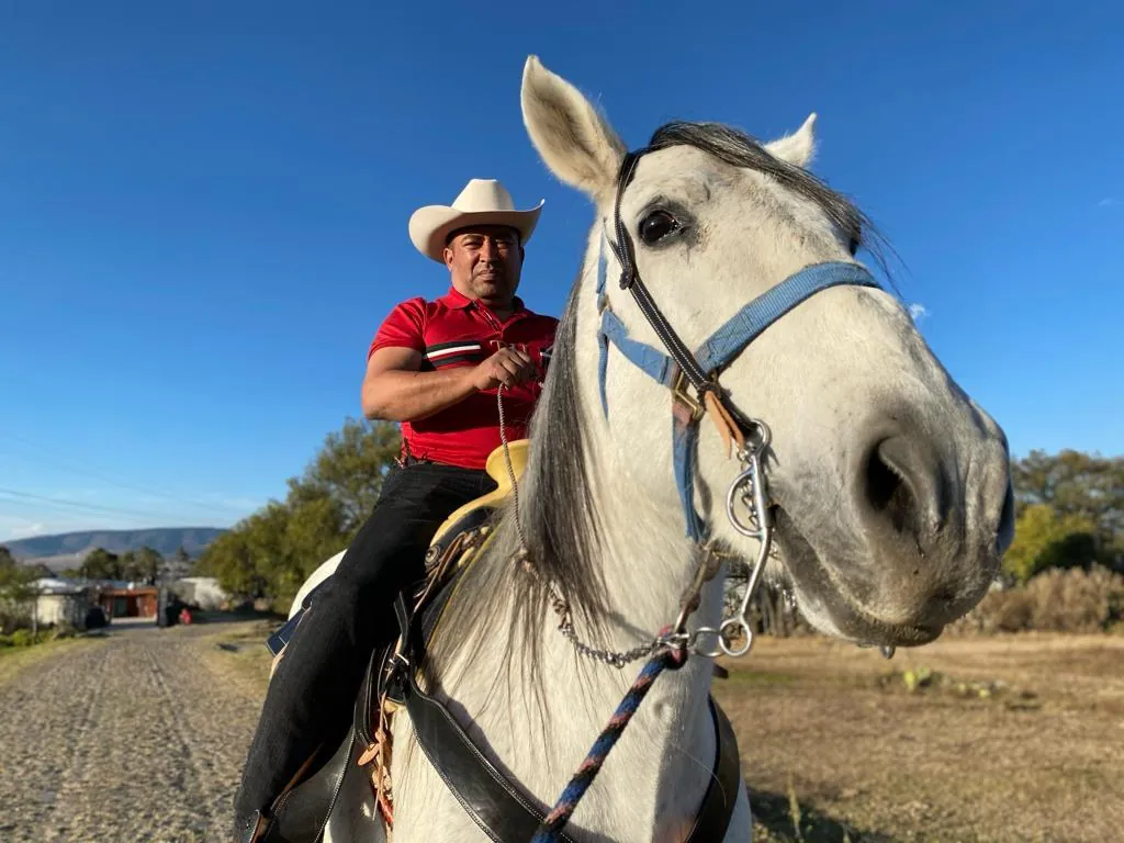 Caballo para equinoterapia
